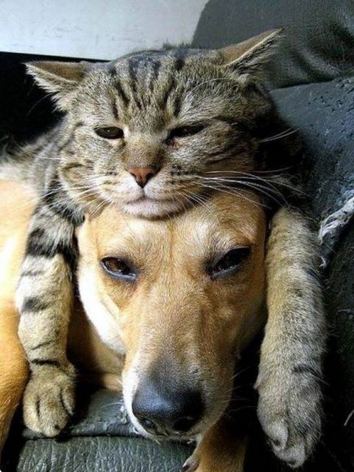 21-adorable-photos-of-dogs-and-cats-who-forgot-the-rules-and-fell-in-love-with-each-other-07