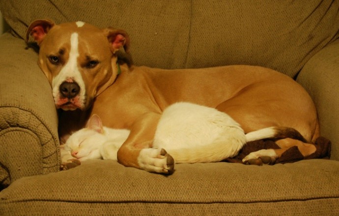 21-adorable-photos-of-dogs-and-cats-who-forgot-the-rules-and-fell-in-love-with-each-other-09
