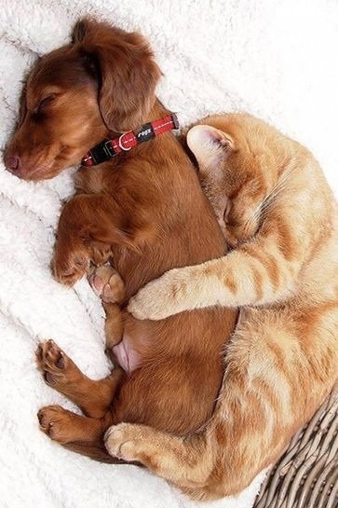 21-adorable-photos-of-dogs-and-cats-who-forgot-the-rules-and-fell-in-love-with-each-other-12