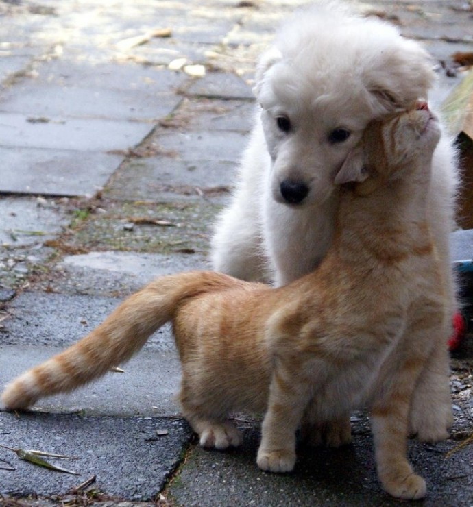 21-adorable-photos-of-dogs-and-cats-who-forgot-the-rules-and-fell-in-love-with-each-other-13