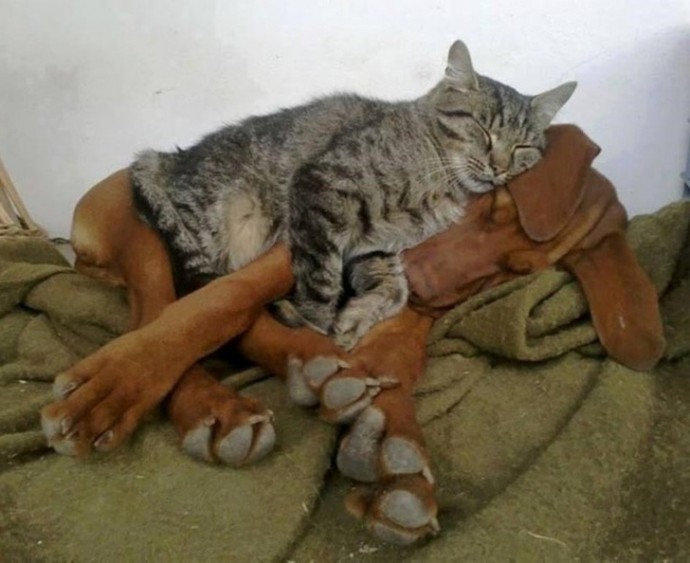 21-adorable-photos-of-dogs-and-cats-who-forgot-the-rules-and-fell-in-love-with-each-other-15