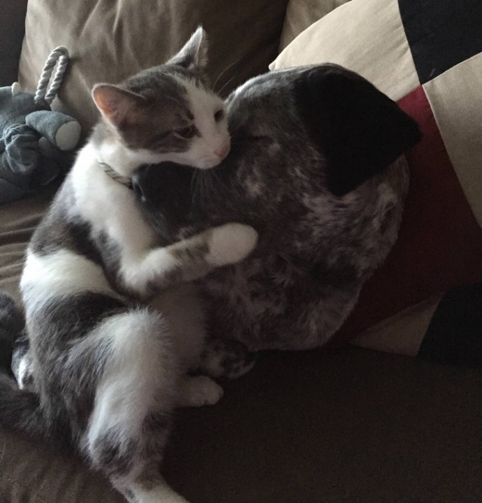 21-adorable-photos-of-dogs-and-cats-who-forgot-the-rules-and-fell-in-love-with-each-other-16