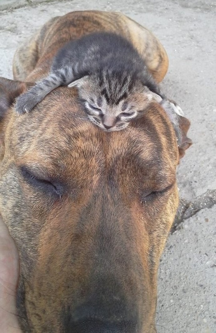 21-adorable-photos-of-dogs-and-cats-who-forgot-the-rules-and-fell-in-love-with-each-other-18