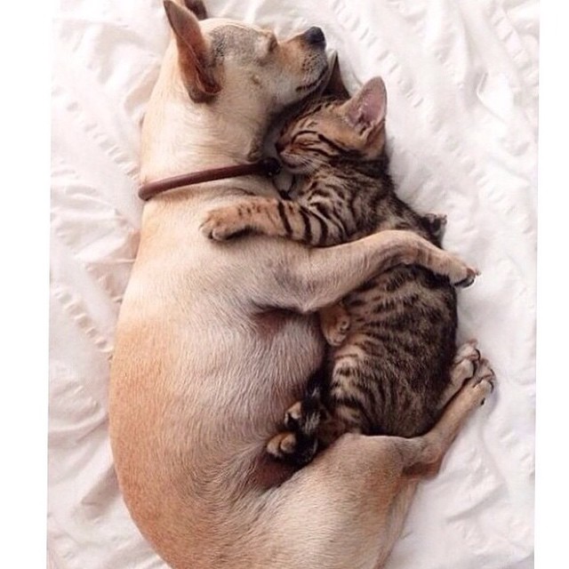 21-adorable-photos-of-dogs-and-cats-who-forgot-the-rules-and-fell-in-love-with-each-other-19