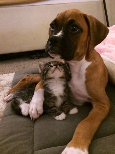 21-adorable-photos-of-dogs-and-cats-who-forgot-the-rules-and-fell-in-love-with-each-other-20