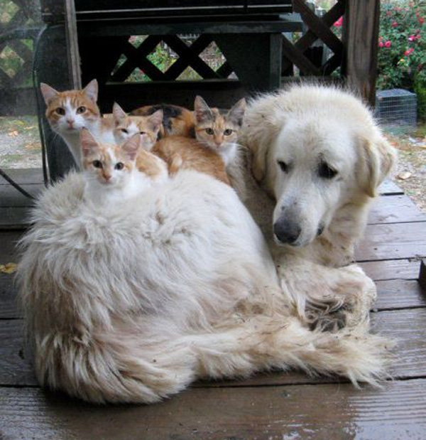 21-adorable-photos-of-dogs-and-cats-who-forgot-the-rules-and-fell-in-love-with-each-other-21