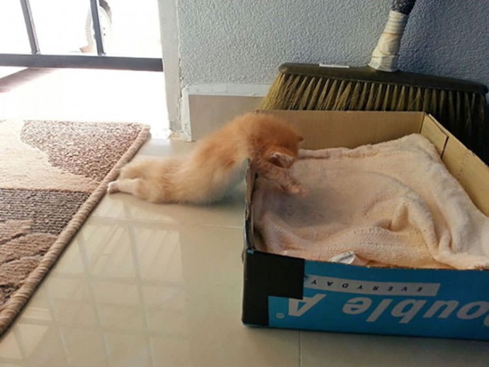 23-hilarious-photos-of-cats-sleeping-in-weird-positions-02