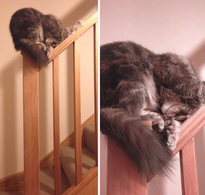 23-hilarious-photos-of-cats-sleeping-in-weird-positions-03