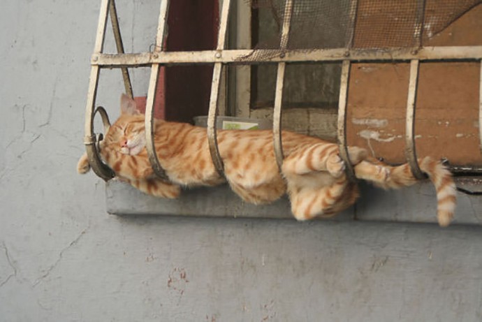 23-hilarious-photos-of-cats-sleeping-in-weird-positions-08