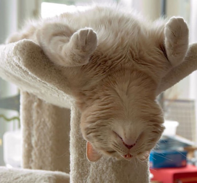 23-hilarious-photos-of-cats-sleeping-in-weird-positions-11