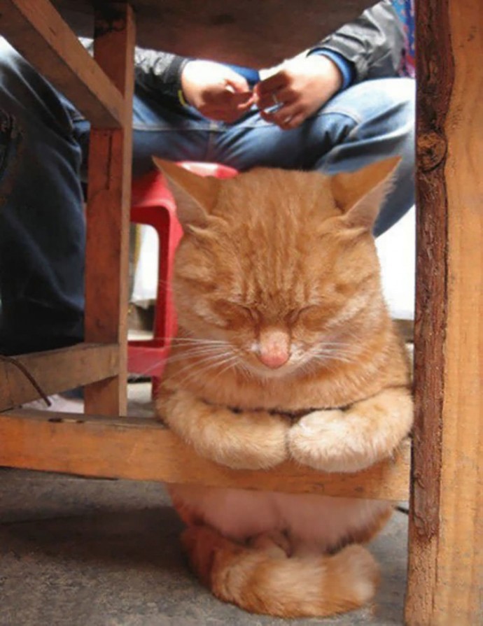 23-hilarious-photos-of-cats-sleeping-in-weird-positions-19