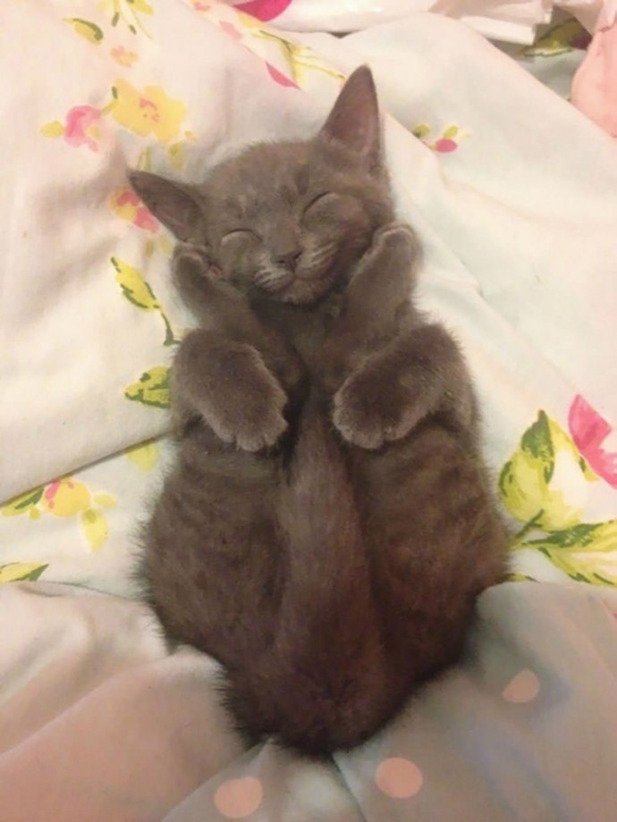 23-hilarious-photos-of-cats-sleeping-in-weird-positions-20