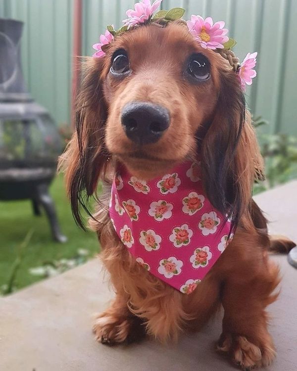 Beautiful Dachshund | Weenie dogs, Dachshund dog, Dachshund puppies