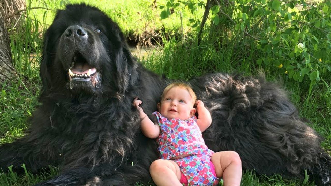 Giant Newfoundland Dogs Playing With Babies Compilation - YouTube
