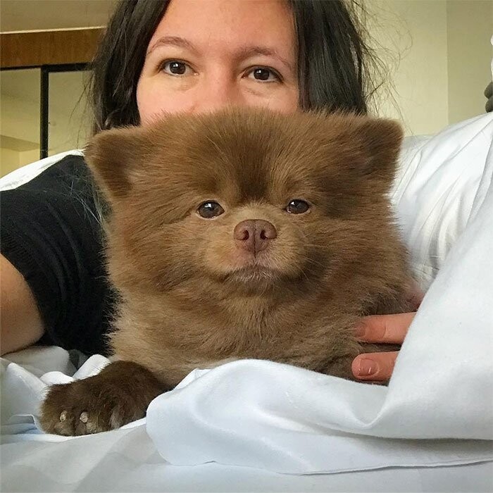 Breeder Abandoned 5-Month-Old Pomeranian Because He Was “Too Big”, They Probably Regret It Now