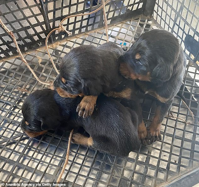 Sila was trapped and not only survived for nearly a month but also gave birth to three puppies (pictured)