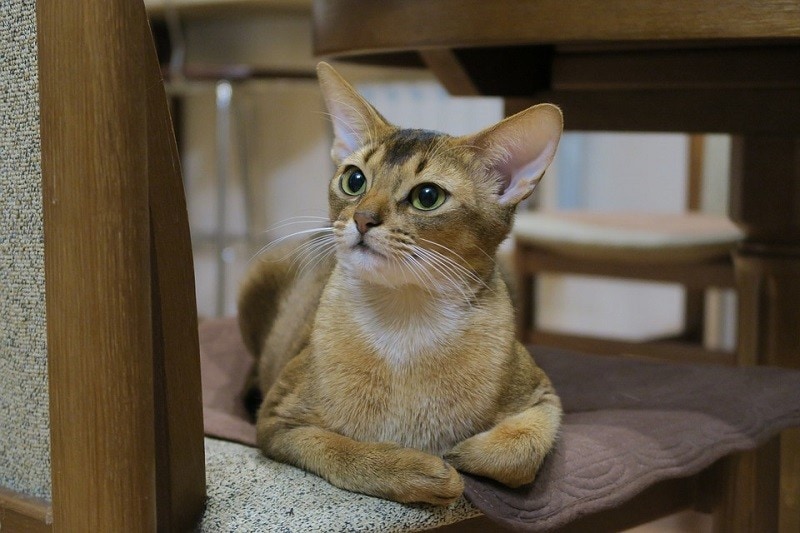 14 Most Beautiful Cat Breeds (with Pictures) | Pet Keen