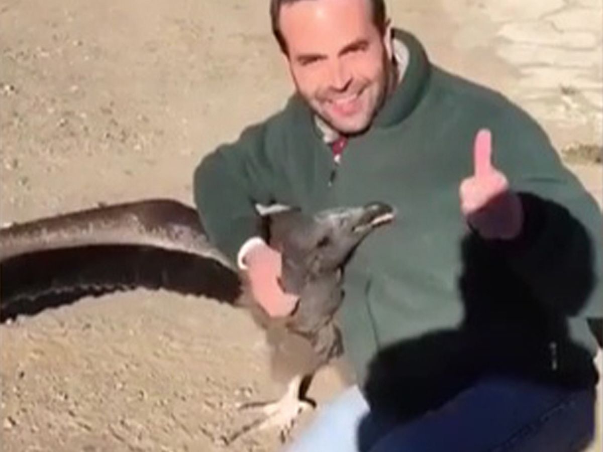 Enormous condor returns to thank man who saved him years before as rescue creates unique bond between unlikely pair - World News - Mirror Online