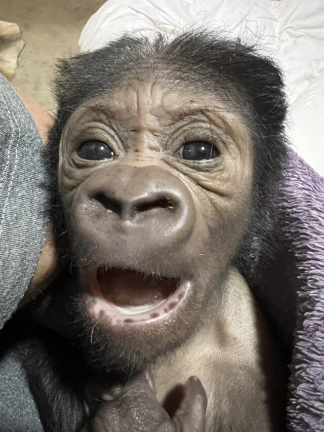 Baby gorilla