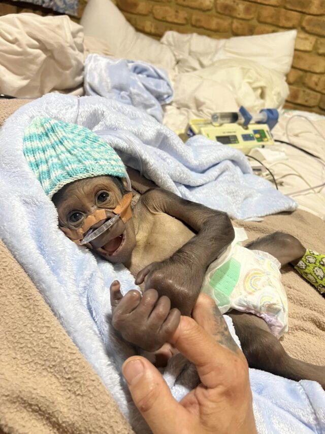 Baby gorilla emergency care