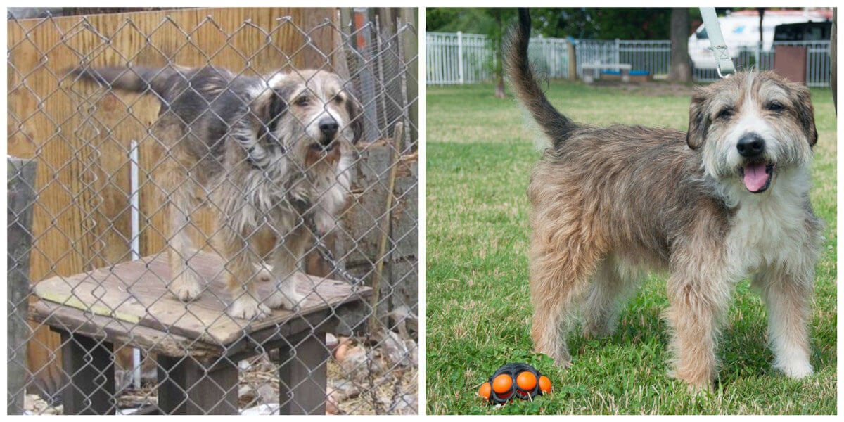 14 Dogs Before and After Being Rescued by PETA