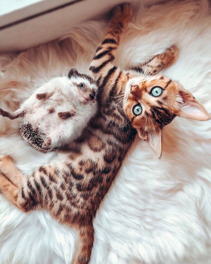 cat-and-hedgehog-have-the-most-unlikely-friendship-and-their-photos-are-adorable-02