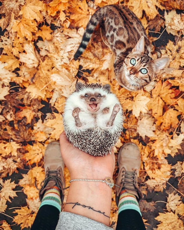 cat-and-hedgehog-have-the-most-unlikely-friendship-and-their-photos-are-adorable-03