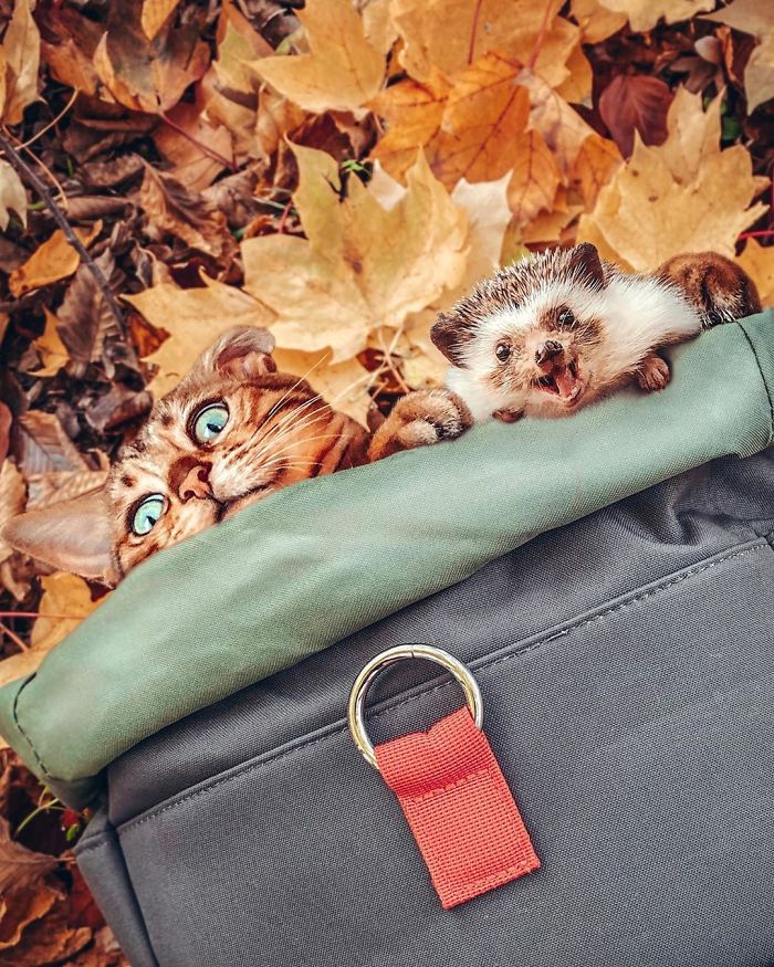 cat-and-hedgehog-have-the-most-unlikely-friendship-and-their-photos-are-adorable-04