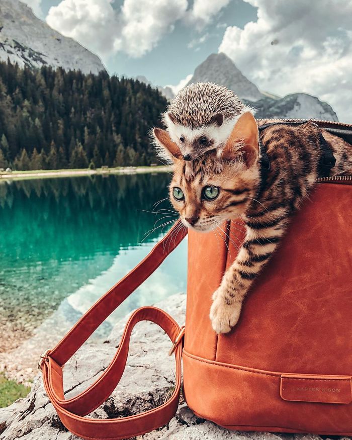 cat-and-hedgehog-have-the-most-unlikely-friendship-and-their-photos-are-adorable-05