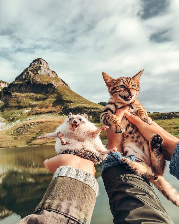 cat-and-hedgehog-have-the-most-unlikely-friendship-and-their-photos-are-adorable-06