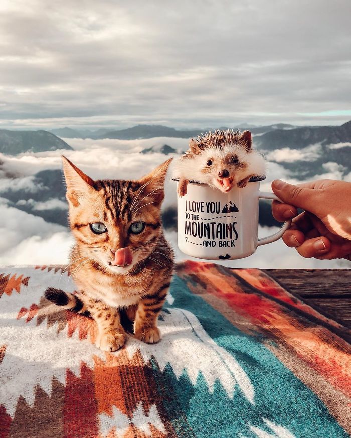 cat-and-hedgehog-have-the-most-unlikely-friendship-and-their-photos-are-adorable-07