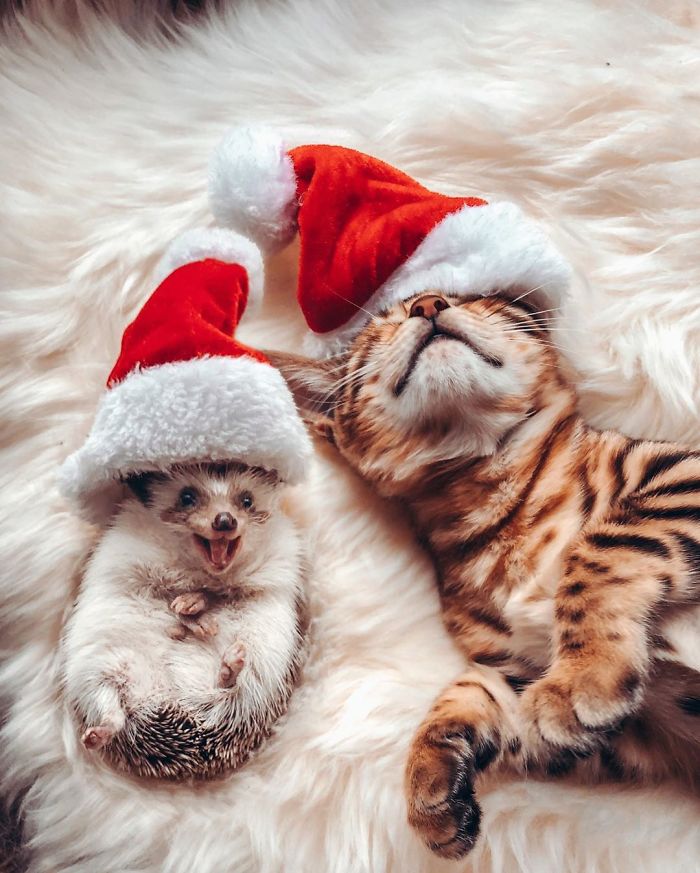 cat-and-hedgehog-have-the-most-unlikely-friendship-and-their-photos-are-adorable-08