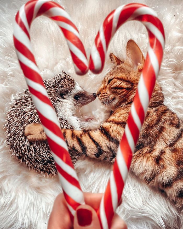 cat-and-hedgehog-have-the-most-unlikely-friendship-and-their-photos-are-adorable-09