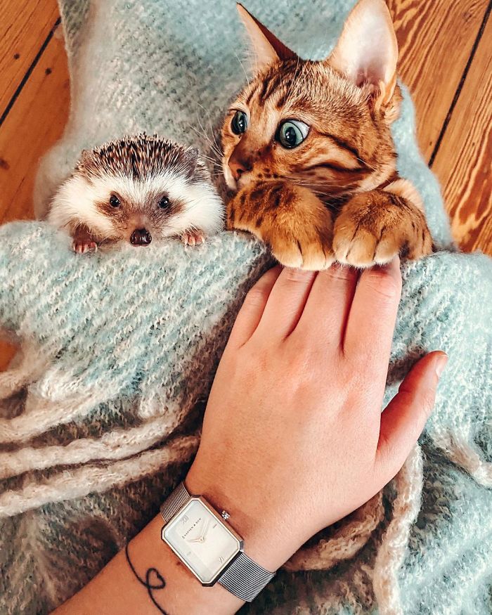 cat-and-hedgehog-have-the-most-unlikely-friendship-and-their-photos-are-adorable-10