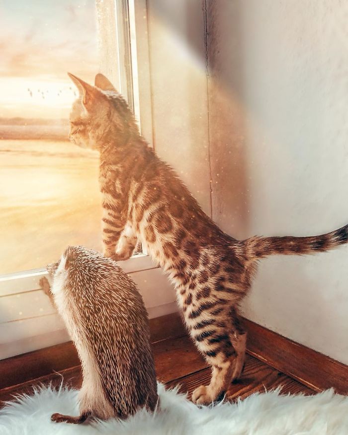 cat-and-hedgehog-have-the-most-unlikely-friendship-and-their-photos-are-adorable-11