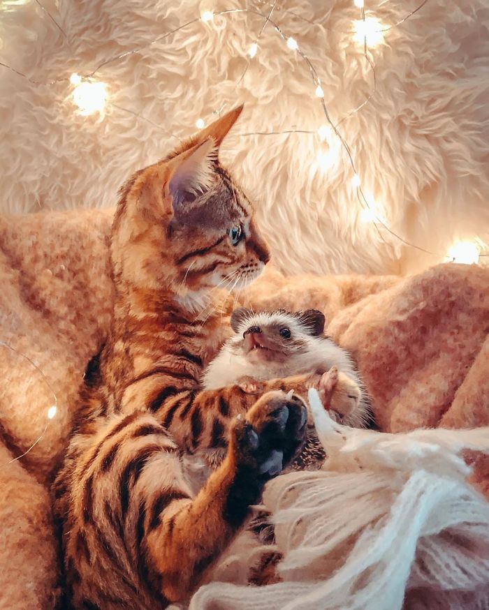 cat-and-hedgehog-have-the-most-unlikely-friendship-and-their-photos-are-adorable-12