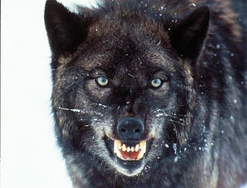 Big Black Wolf, black, growling, wolf, grey HD wallpaper | Pxfuel