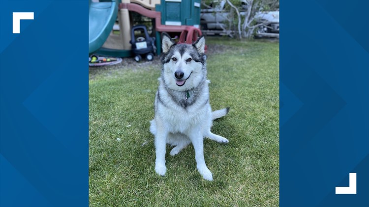 Idaho dog shot twice after mistaken for wolf: 'Consider not pulling the  trigger' | ktvb.com