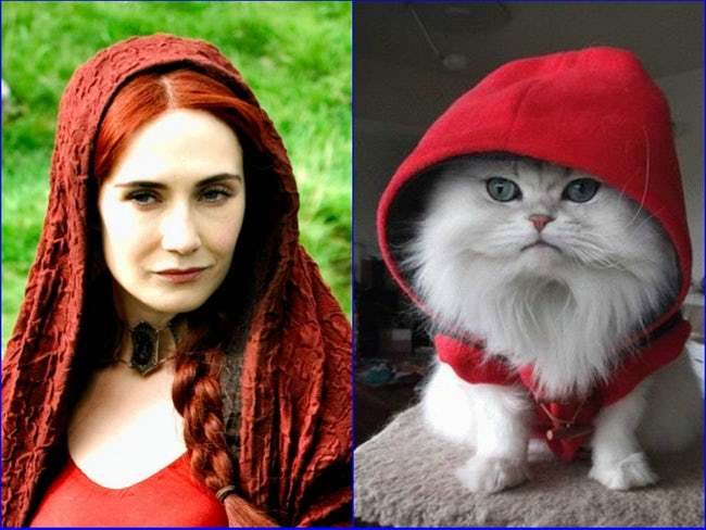 game-of-thrones-characters-cat-look-alikes-03