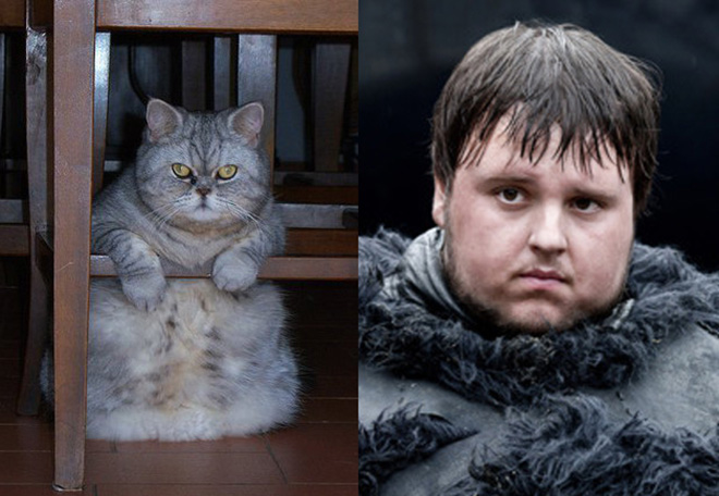 game-of-thrones-characters-cat-look-alikes-04