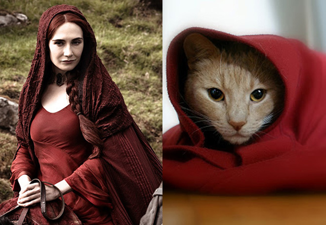 game-of-thrones-characters-cat-look-alikes-05