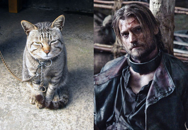 game-of-thrones-characters-cat-look-alikes-07
