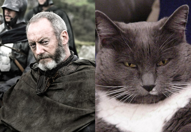 game-of-thrones-characters-cat-look-alikes-08