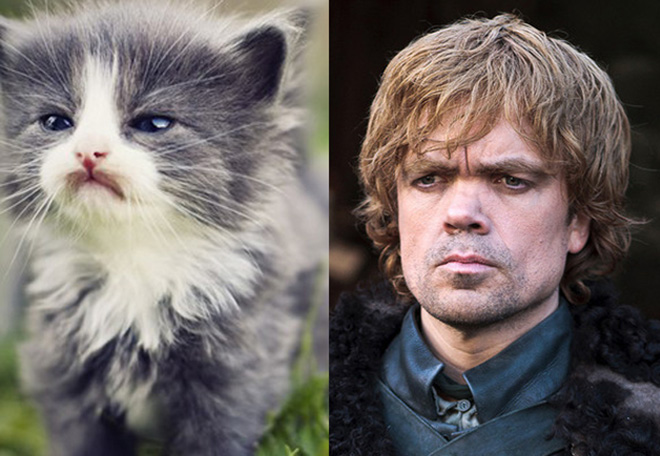 game-of-thrones-characters-cat-look-alikes-10