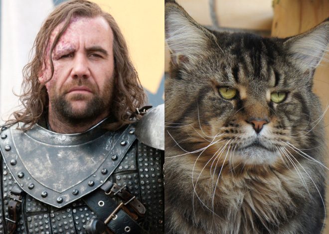game-of-thrones-characters-cat-look-alikes-13-e1555342166390