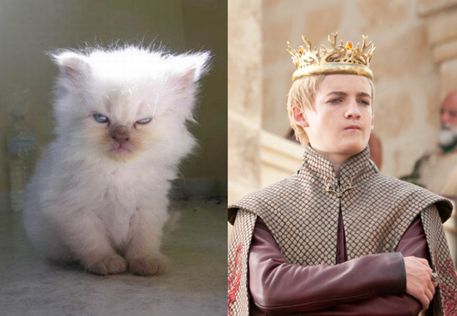 game-of-thrones-characters-cat-look-alikes-14
