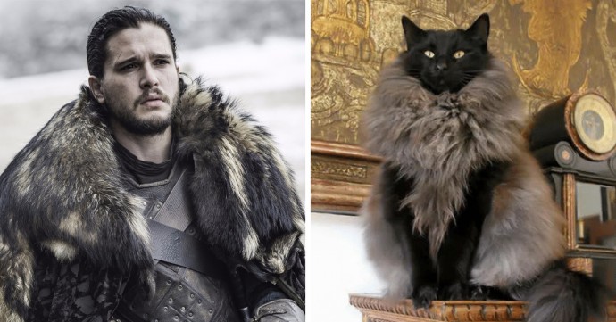 game-of-thrones-characters-cat-look-alikes-17