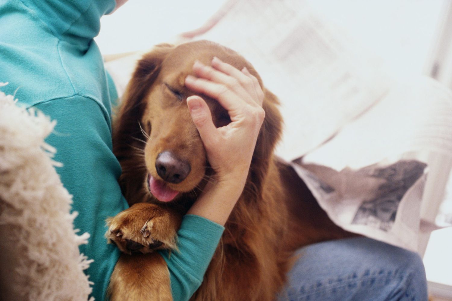 The 15 Most Affectionate Dog Breeds