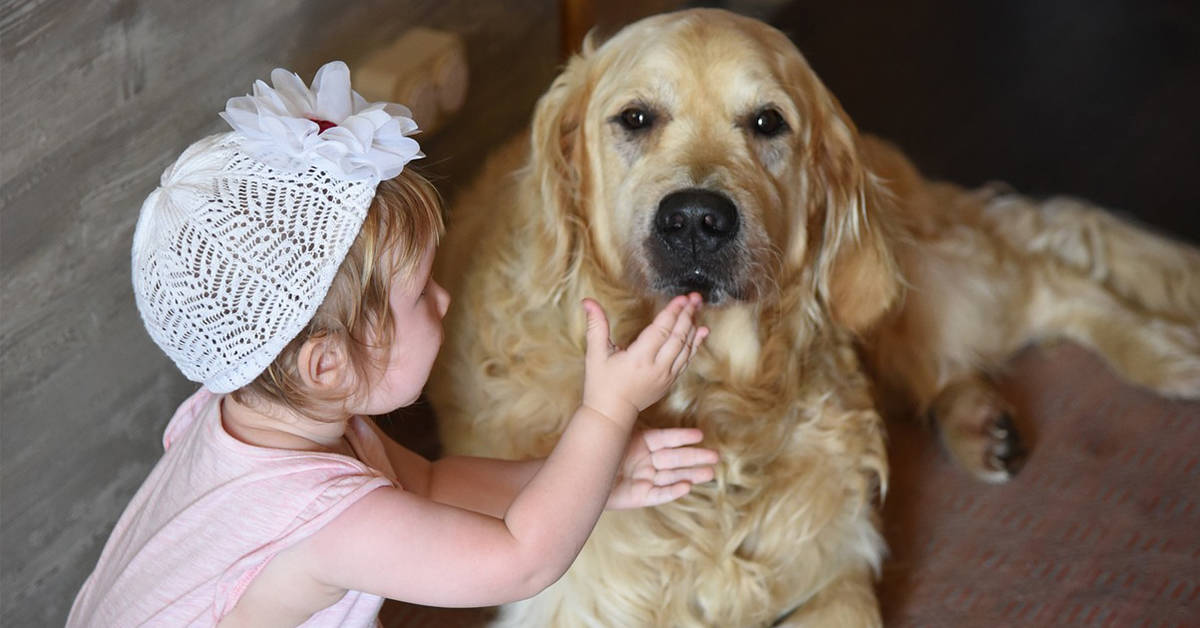 Golden Retrievers & Kids: Everything You Need To Know – Golden Hearts