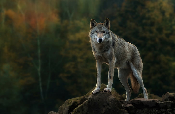 Gray Wolf 1080P, 2K, 4K, 5K HD wallpapers free download | Wallpaper Flare